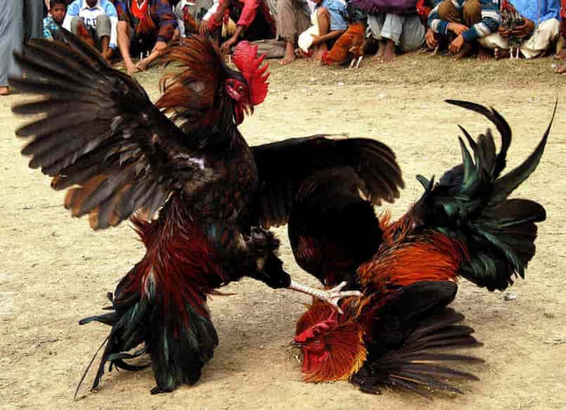 Chọi gà là một bộ môn truyền thống giữ được nét lâu đời